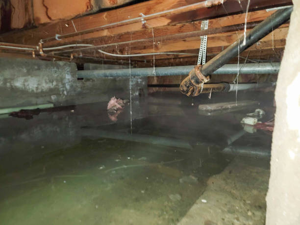 Best Local water damage restoration  in Clifton, IL