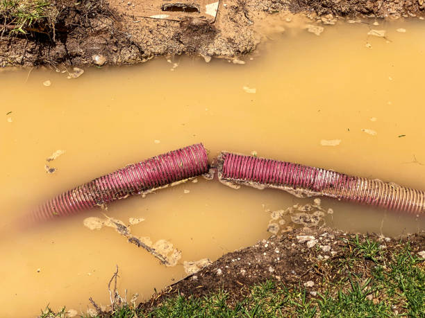 Best Mold removal after water damage  in Clifton, IL